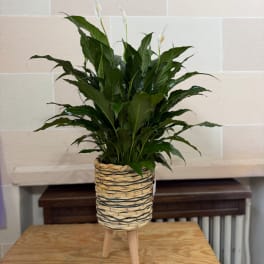 Potted green houseplant in a woven basket planter on a wooden stand