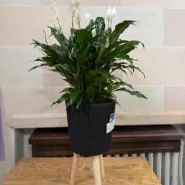 Potted peace lily plant with white blooms in a black stand