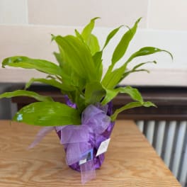 Potted green plant wrapped in purple foil with a lavender ribbon