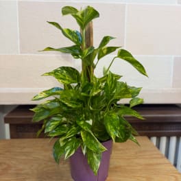 Potted pothos plant with variegated green leaves in a purple container