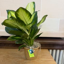 Potted green houseplant in a woven basket with a ribbon tag
