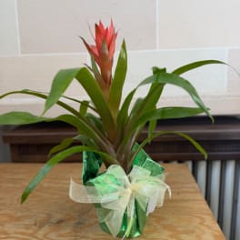 Potted bromeliad plant with a red flower spike and ribbon wrap