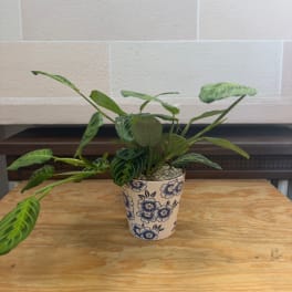 Potted green houseplant in a floral ceramic pot