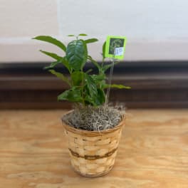 Small potted green plant in a woven basket