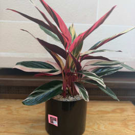 Potted variegated houseplant with pink, green, and cream leaves in a black container