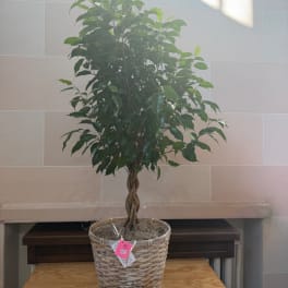 Braided trunk indoor tree in a woven basket planter