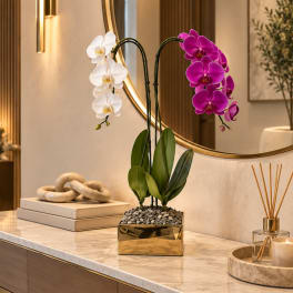 Potted orchid arrangement with white and magenta blooms in a gold planter