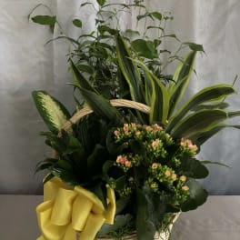 Basket arrangement with green plants, peach flowers, and a yellow ribbon