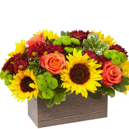 Sunflowers, orange roses, and burgundy mums in a rectangular wooden box
