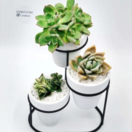 Three potted succulents arranged on a black metal stand