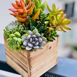 Succulent arrangement in a wooden cube planter
