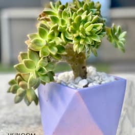 Potted succulent in a lavender geometric planter with white pebbles