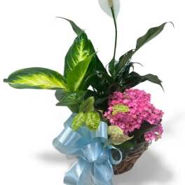 Potted peace lily and pink flowering plant with a blue ribbon