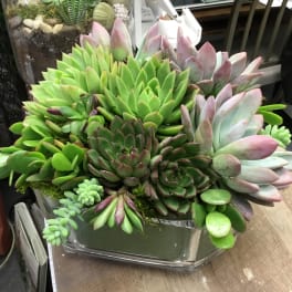 Succulent arrangement in a clear glass container