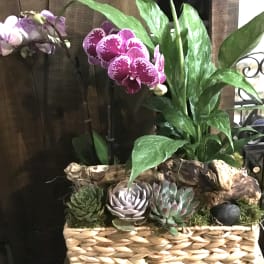 Orchid and succulent arrangement in a woven basket