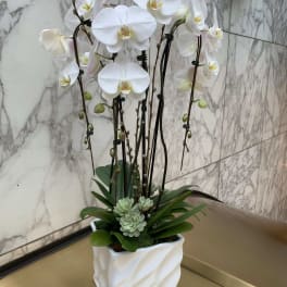 White orchids in a square white planter with succulents