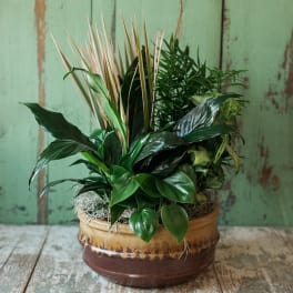 Potted green houseplant arrangement in a ceramic container