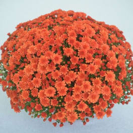 Round bouquet of orange chrysanthemums on a light background