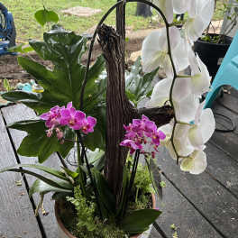 Potted orchid arrangement with white and pink blooms in a decorative bowl