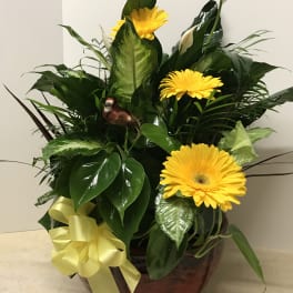 Yellow gerbera daisies in a leafy arrangement with a yellow ribbon in a pot