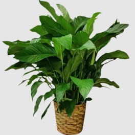 Potted green houseplant in a woven basket planter
