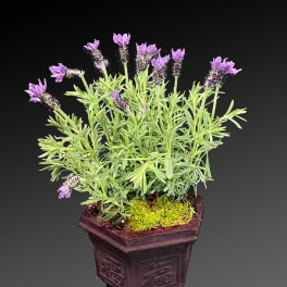 lavender Plant