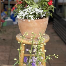 Two terracotta pots of mixed red, white, and purple flowers on a stool