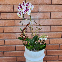 Potted orchid arrangement with white and purple blooms in a white container