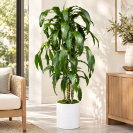 Tall potted green houseplant in a white planter