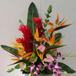 Tropical arrangement with bird of paradise, red ginger, and orchids in a black container
