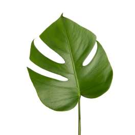 Single green monstera leaf on a white background