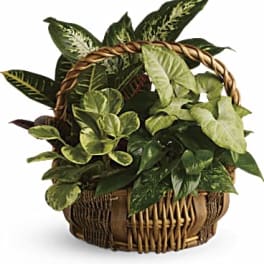 Basket of assorted green houseplants with a woven handle
