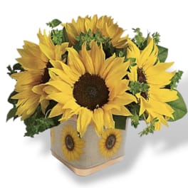 Sunflower arrangement in a square burlap-covered container