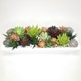 Rectangular planter filled with assorted succulents in green, purple, and peach tones