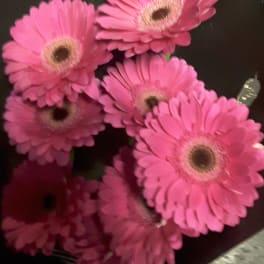 Bouquet of bright pink gerbera daisies