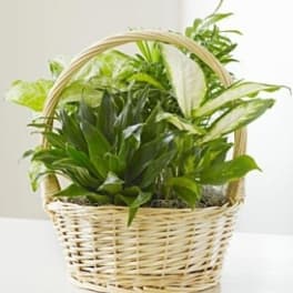 Green houseplants arranged in a wicker basket