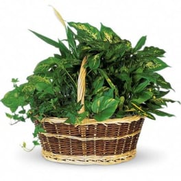 T212-1A Large Basket Garden