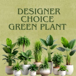Assorted green potted plants arranged beneath the words "Designer Choice Green Plant"