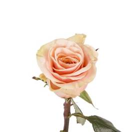 Single peach rose bloom on a stem against a white background