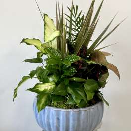 Mixed green houseplant arrangement in a blue ceramic pot