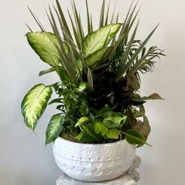 Mixed green houseplant arrangement in a white decorative bowl planter