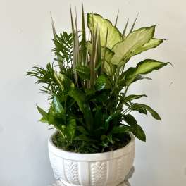 Potted tropical foliage arrangement in a white ceramic planter