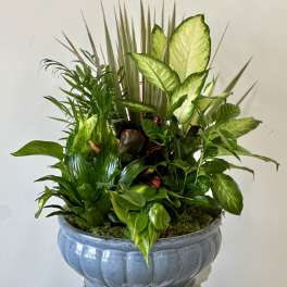 Mixed green houseplants arranged in a blue ceramic planter