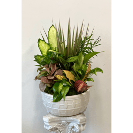 Mixed potted plant arrangement in a white ceramic bowl