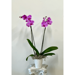 Pink orchid plant in a white textured pot on a pedestal