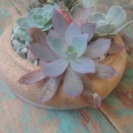 Succulent arrangement in a shallow round bowl with decorative stones