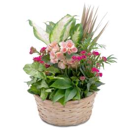 Mixed potted plants and pink flowers in a woven basket