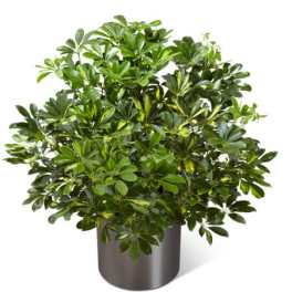 Potted green houseplant in a dark cylindrical container