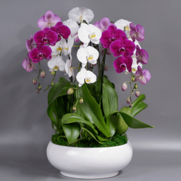 Biscayne Elegance - Large orchid arrangement (Free delivery in Miami)