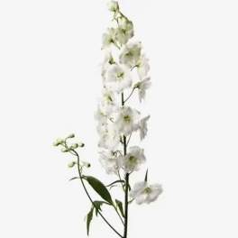 White Delphinium (10 Stems) Bunch